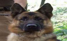 德牧犬图片